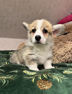 Walesi corgi pembroke (6 foto / 9)