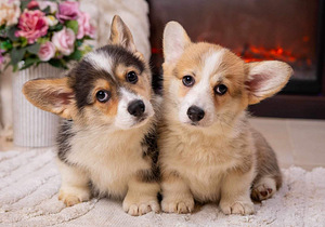Walesi corgi pembroke (2 foto / 9)