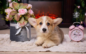 Walesi corgi pembroke (8 foto / 9)
