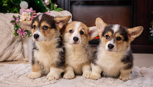 Walesi corgi pembroke kutsikad (1 foto / 4)
