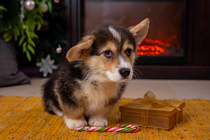 Walesi corgi pembroke kutsikad (2 foto / 4)