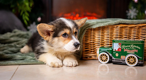 Walesi corgi pembroke kutsikad (3 foto / 4)