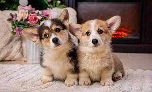 Walesi corgi pembroke kutsikad (2 foto / 5)