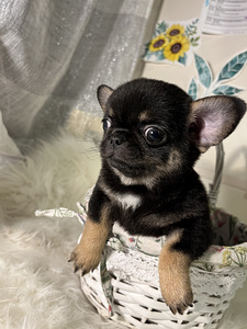 Chihuahua (3 foto / 4)