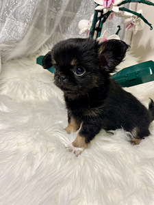Chihuahua (5 foto / 9)