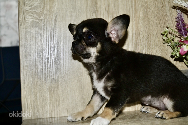 Chihuahua (foto #8)