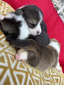Welsh corgi pembroke (2 foto / 10)