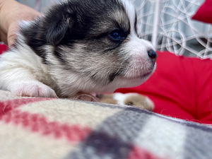 Welsh corgi pembroke (3 foto / 10)