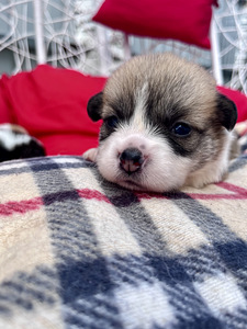 Welsh corgi pembroke (4 foto / 10)