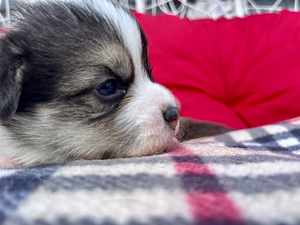 Welsh corgi pembroke (5 foto / 10)