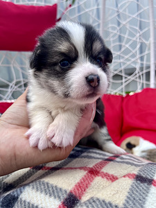 Welsh corgi pembroke (6 foto / 10)