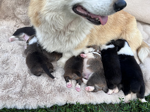 Welsh corgi pembroke (8 foto / 10)