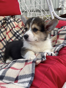 Welsh corgi pembroke (4 foto / 10)
