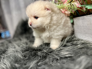 Pomeranian spits (4 foto / 10)