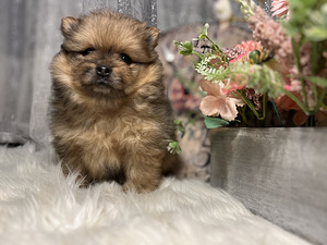 Pomeranian spits (5 foto / 10)