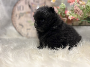 Pomeranian spits (8 foto / 10)