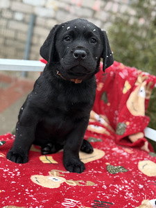 Labradori retriiver (1 foto / 8)