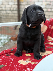 Labradori retriiver (2 foto / 8)