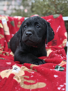 Labradori retriiver (5 foto / 8)