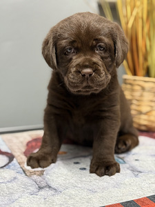 Labradori retriiver (2 foto / 10)
