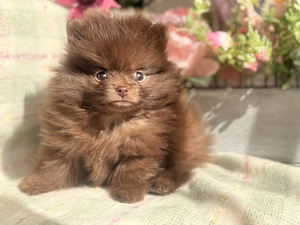 Pomeranian spits (1 foto / 8)
