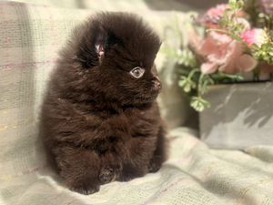 Pomeranian spits (6 foto / 8)