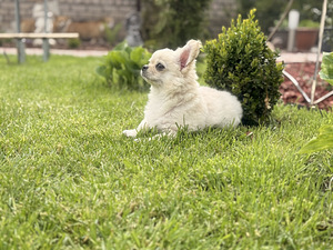 Chihuahua (1 foto / 10)