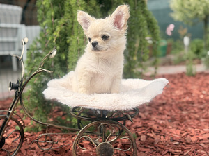 Chihuahua (5 foto / 10)