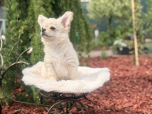 Chihuahua (6 foto / 10)