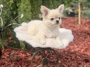 Chihuahua (10 foto / 10)