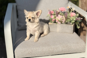 Pikakarvaline chihuahua (2 foto / 10)