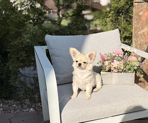 Pikakarvaline chihuahua (3 foto / 10)