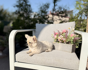 Pikakarvaline chihuahua (6 foto / 10)
