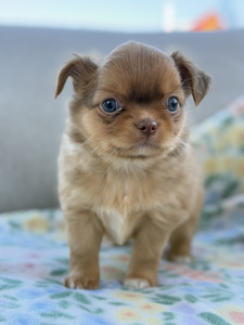 Pikakarvaline Chihuahua kutsikas (4 foto / 8)
