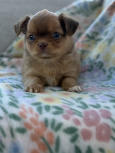 Pikakarvaline Chihuahua kutsikas (5 foto / 8)