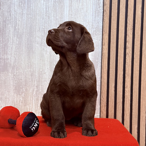 Labradori retriiver (1 foto / 10)
