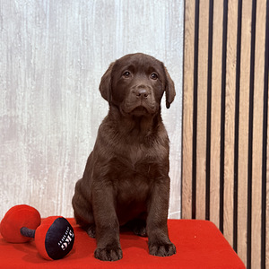 Labradori retriiver (2 foto / 10)