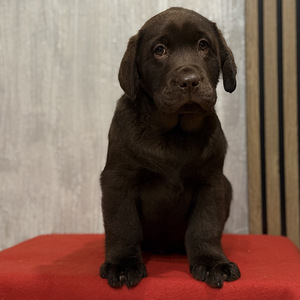 Labradori retriiver (7 foto / 10)