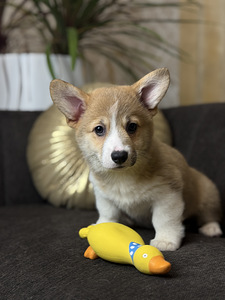 Pembroke Welsh Corgi kutsikad (1 foto / 5)