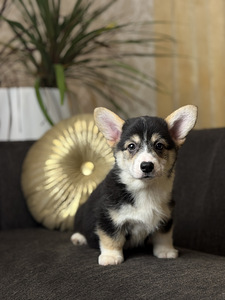 Pembroke Welsh Corgi kutsikad (2 foto / 5)