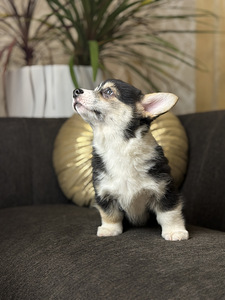 Pembroke Welsh Corgi kutsikad (5 foto / 5)
