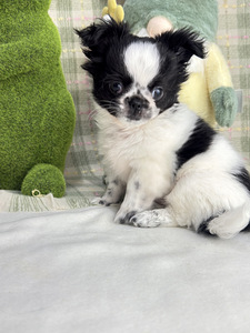 Chihuahua kutsikas (7 foto / 8)