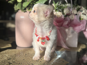 Chihuahua kutsikas, emane (1 foto / 6)