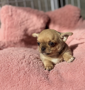 Chihuahua kutsikad, isased (4 foto / 10)