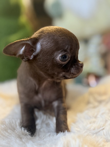 Chihuahua kutsikad (1 foto / 10)