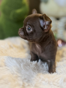 Chihuahua kutsikad (2 foto / 10)
