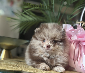 Померанский шпиц (1 фото из 9)
