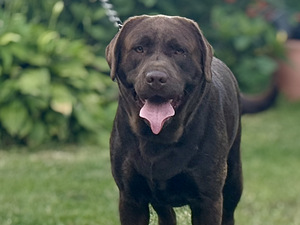 Labradori retriiver (5 foto / 5)