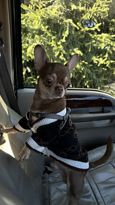 Chihuahua paaritumine (1 foto / 6)