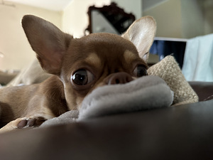 Chihuahua paaritumine (3 foto / 6)